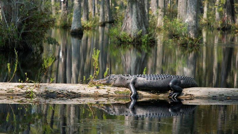 swamp-gator